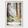 Redwood National Park Watercolor Art Print - Main - Wood Frame