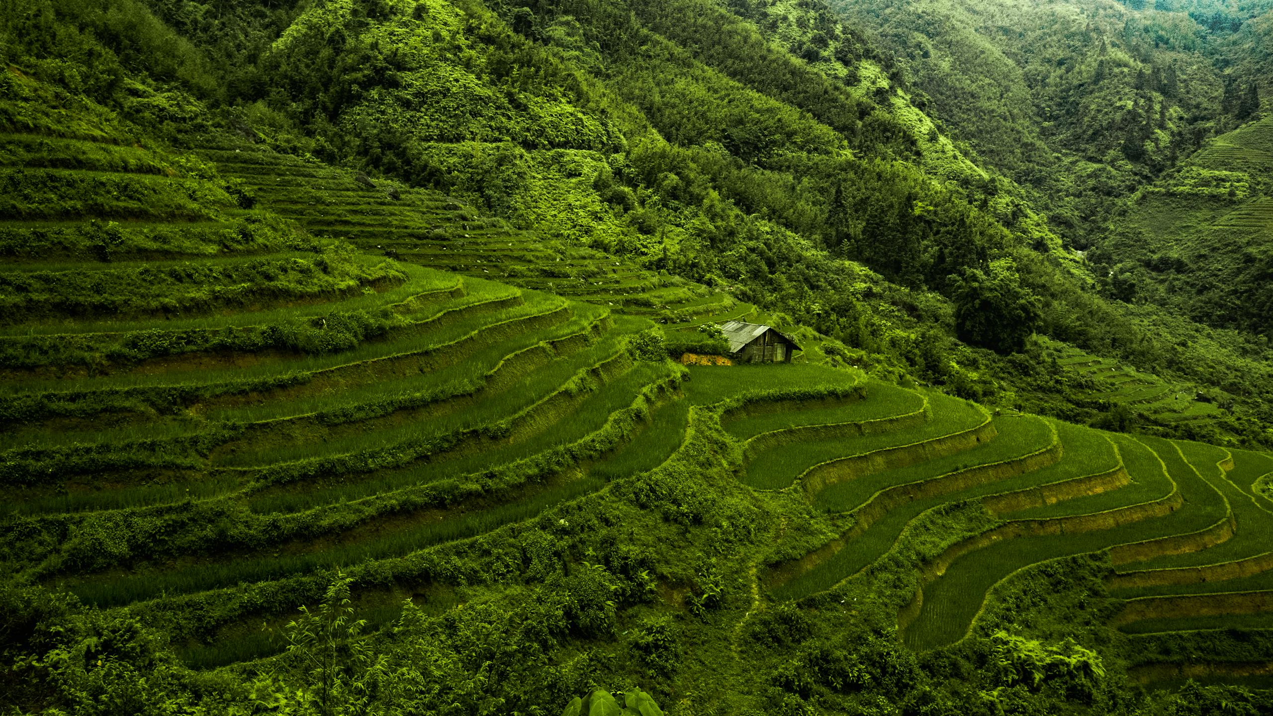 Lush green rice terraces in Sa Pa, Vietnam, showcasing stunning agricultural landscapes.
