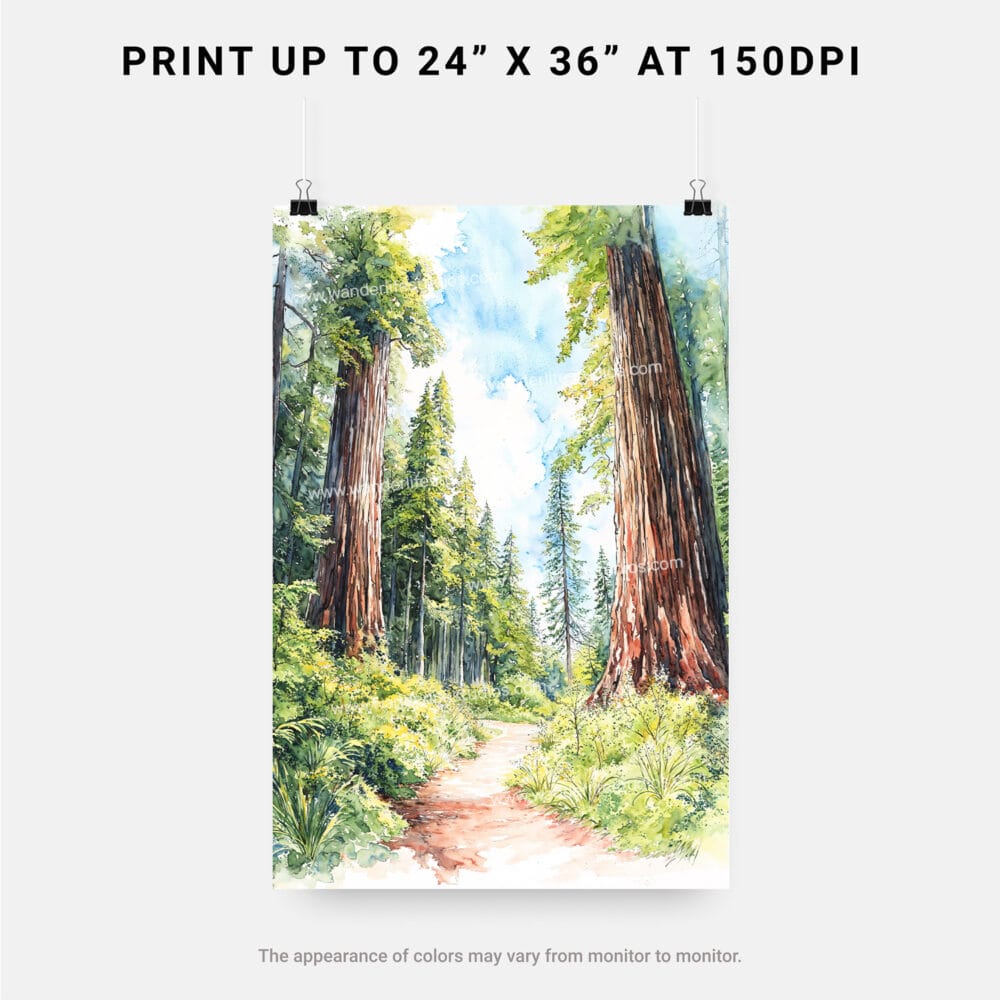06 - Redwood National Park California Watercolor Art - Digital Downloads - Print Size.jpg 06 - Redwood National Park California Watercolor Art - Digital Downloads - Print Size.jpg