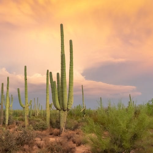 Saguaro cacti silhouetted against a vibrant sunset in Arizona's Sonoran Desert.