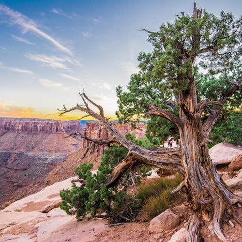 Stunning landscape of Canyonlands National Park with unique rock formations and trees near sunset.